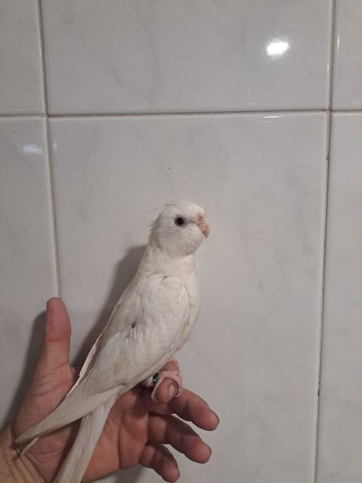 Caturra criada mão