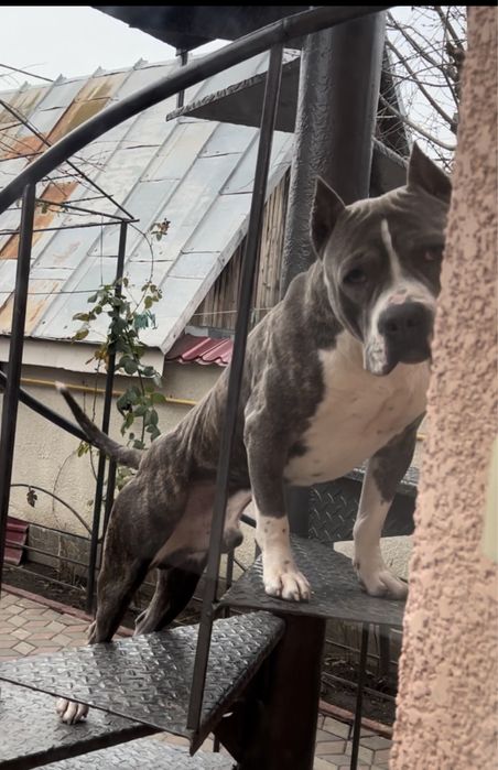 Ам Стафоршидский терьер кобель вязка,без щенка