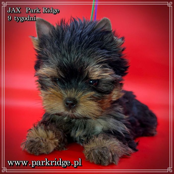 york piesek mini ok.1,5 kg rodowód ZKwP FCI chip badania DNA