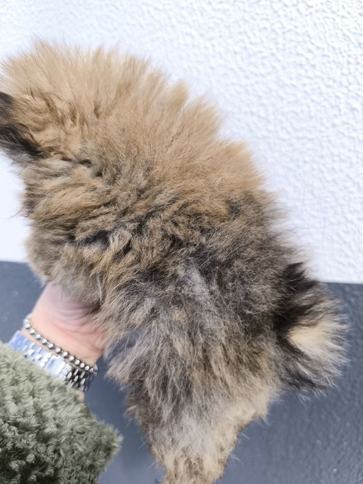 Spitz Mini.  Lulu da Pomerânia . Laranja. Linhagem Russa