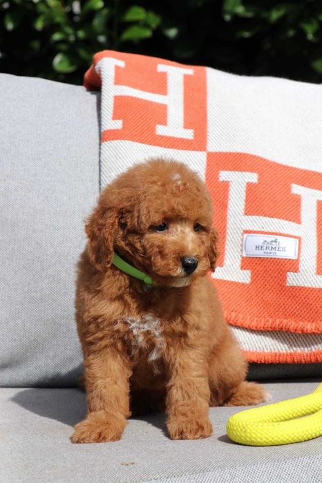Śliczny szczeniak pudla Miniaturowego (Miniature Poodle) – 9 tygodni, czerwony z białymi znaczeniami Płowy Filmik