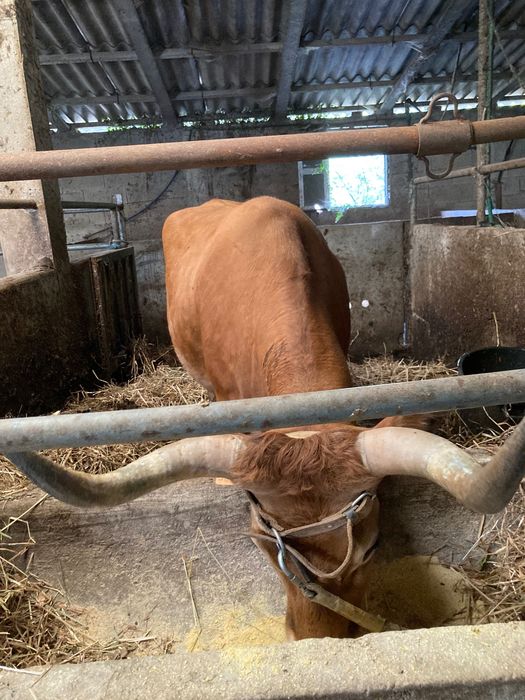 Vaca cachena tratada