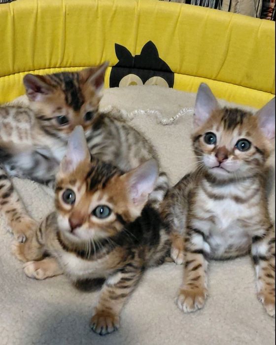 Бенгальские котята