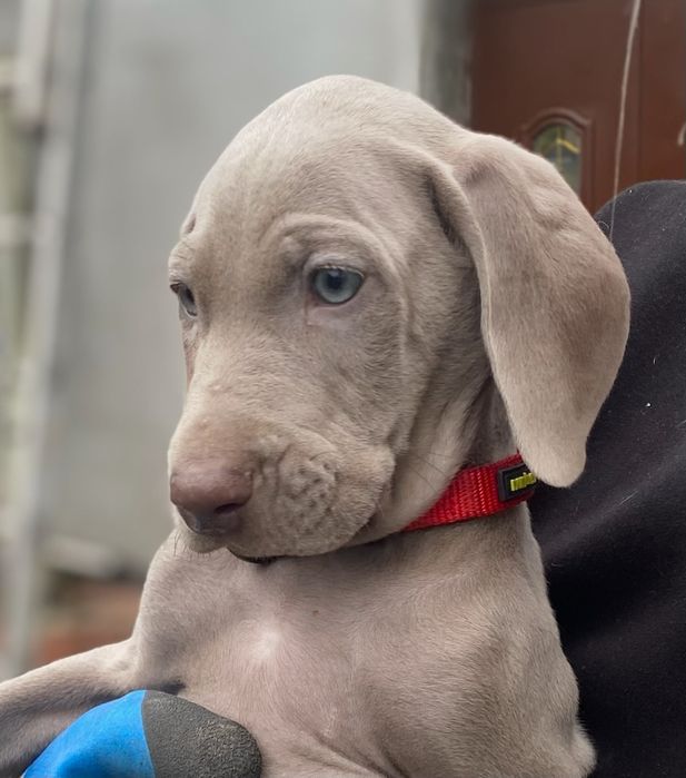 Wyżeł Wajmarski piesek na sprzedaż