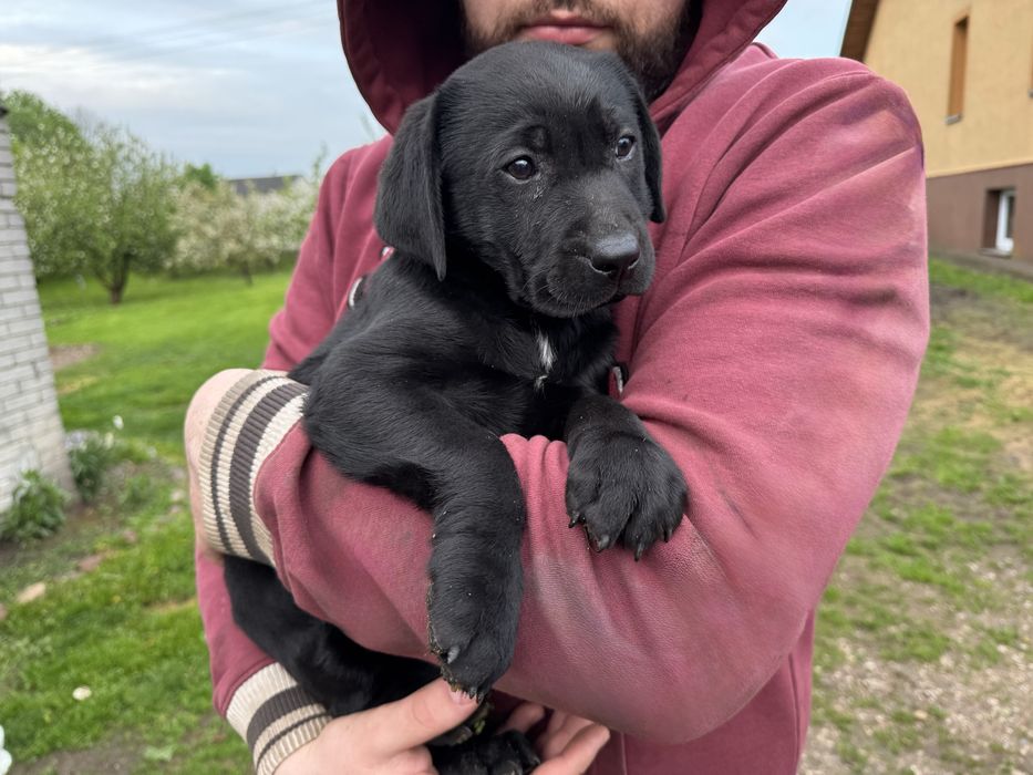 Szczeniaki w typie labradora do adopcji