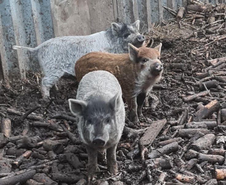 Вьетнамские поросята и кармалы