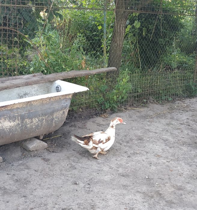 Продается индоутка