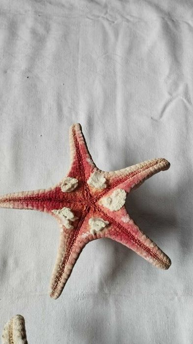 Zestaw rozgwiazd rozgwiazda suche + gratis