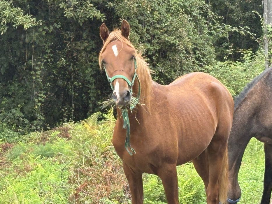 Vendo cavalo luso-árabe