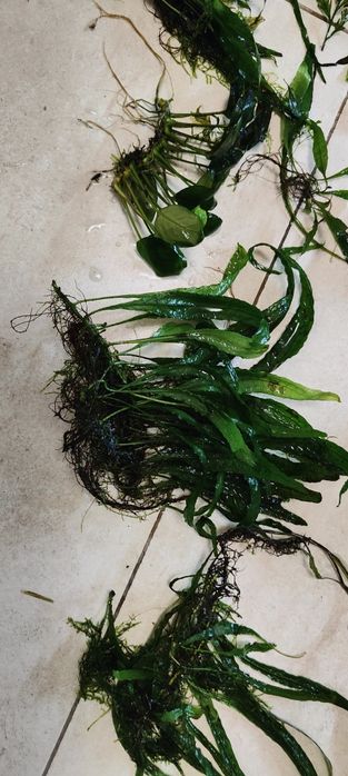 Microsorium mech anubias