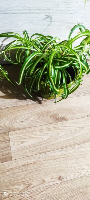 Хлорофитум пестрый и кудрявый