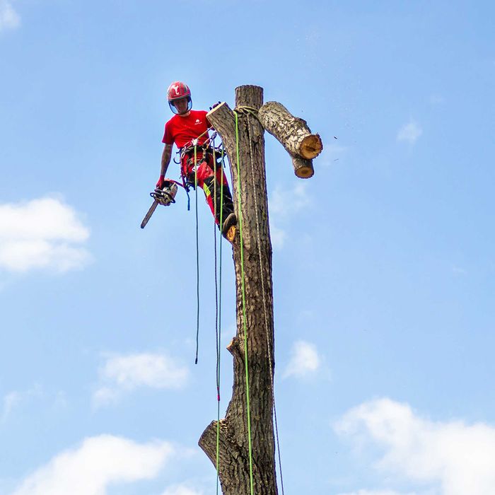 Wycinka pielęgnacja drzew, wycinanie, przycinanie, czyszczenie działek