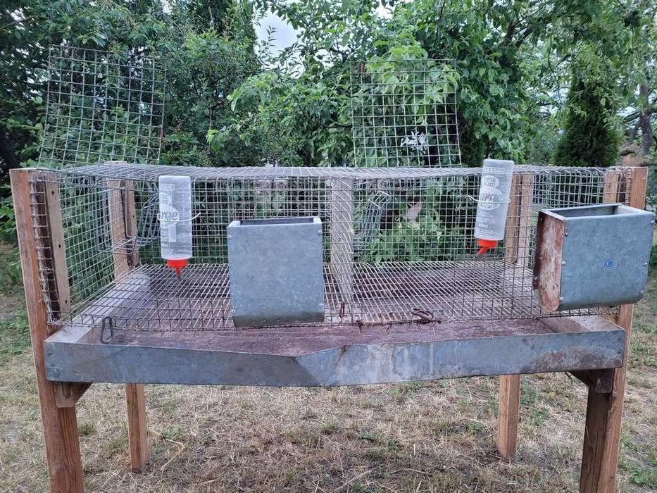 klatka dla królików