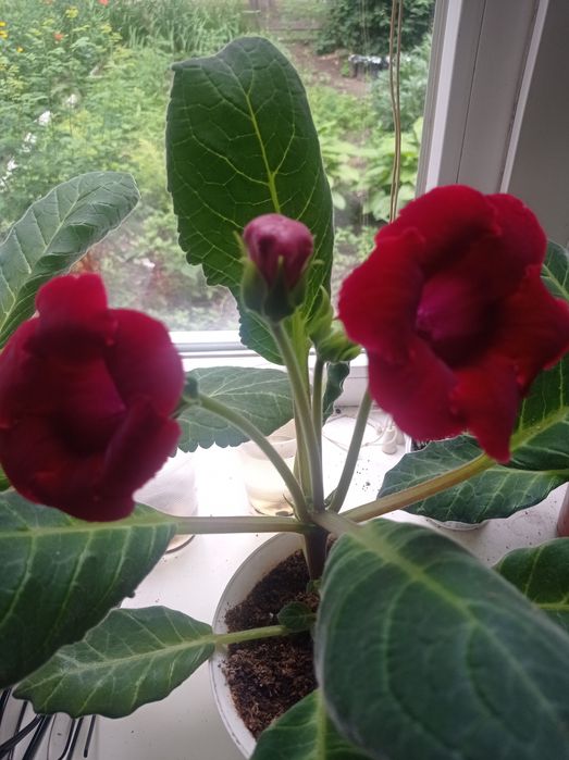 Семена глоксинии красной 10семян 10грн