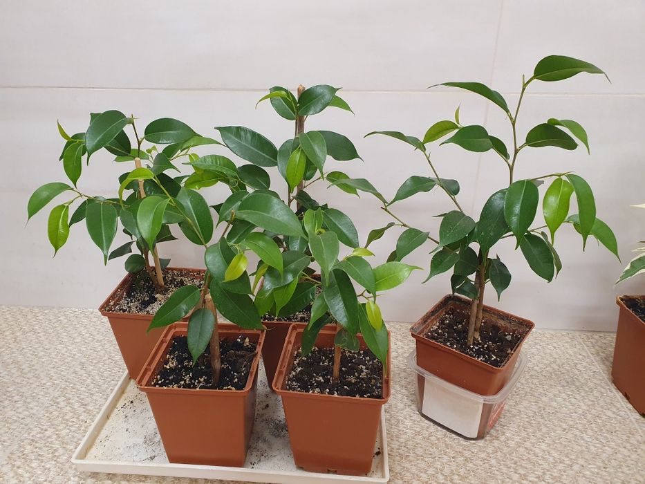 Фікуси бенджаміна