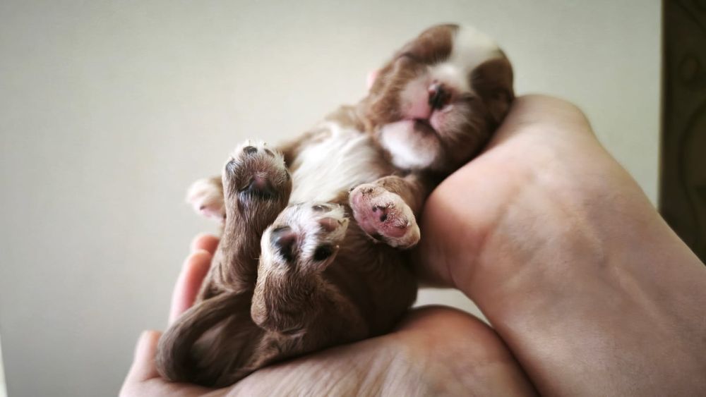 Кавалер Чарльз кинг спаніель девочки рубин