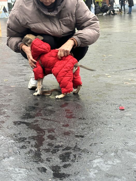 дівчинка 2,5 міс шукає дім