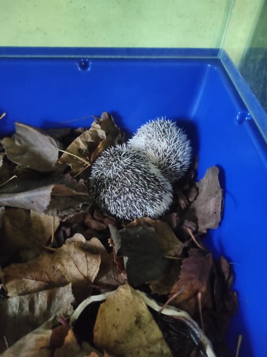 Jeż pigmejski młodziutkie maluszki