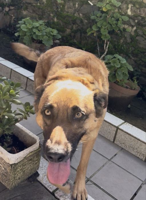 Cadela para adoção [Urgente]