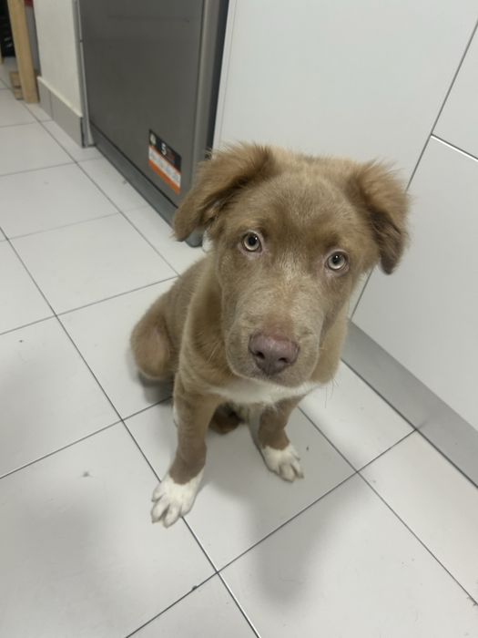 Sky – Cão de guarda/caça e família | Muito dócil com crianças