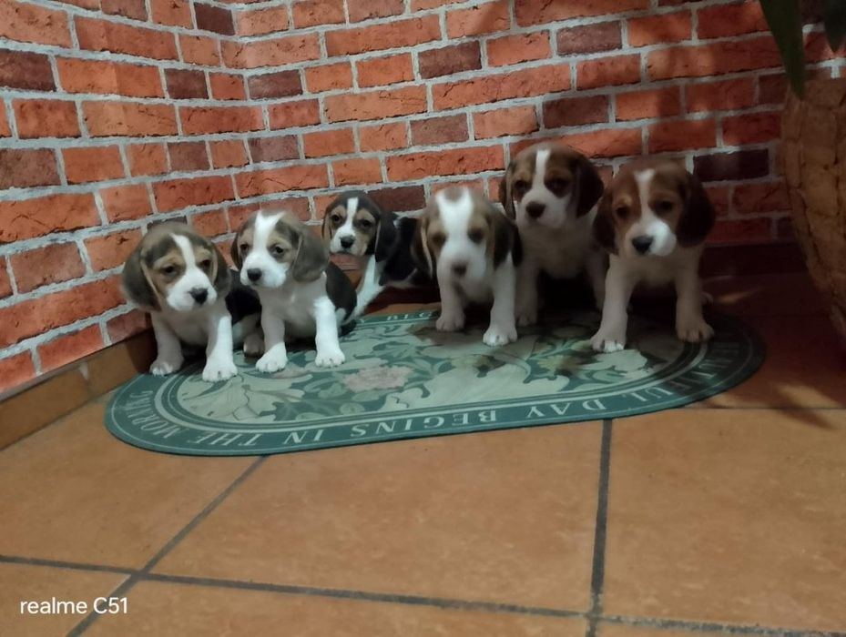 Beagle chłopiec śliczny