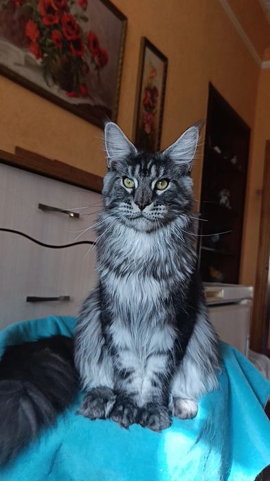 Котик породы Мейн Кун