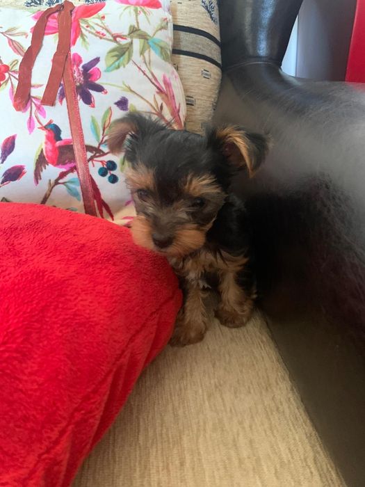 Yorkshire terrier incrível