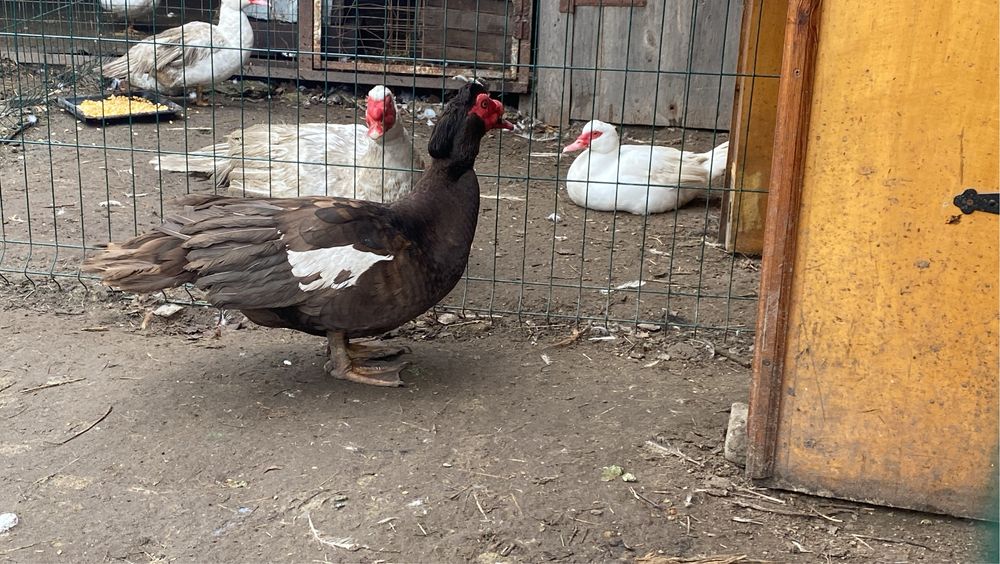 Мускусні качки німецької лінії