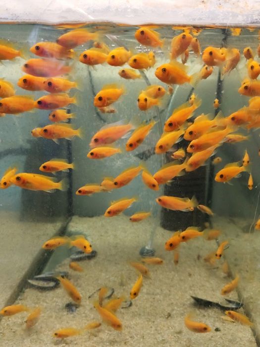 Pyszczaki z Malawi Metrioclima Red Red