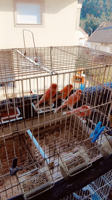 Venda Canários, arlequim, e Bronzes