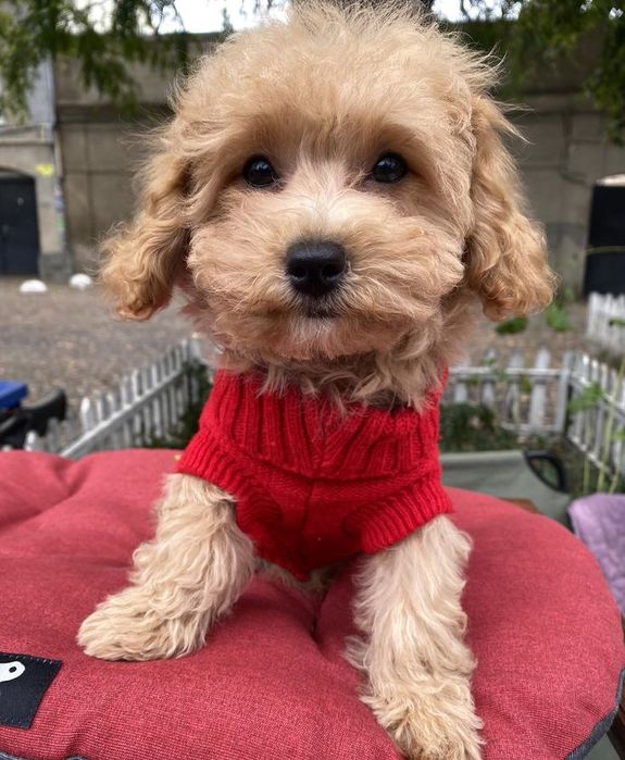 Мальтипу — маленькі серця, сповнені любові