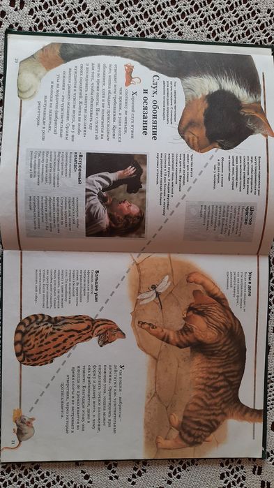 Интнреснейшая книга о кошках.