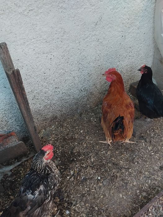 Galo adulto português