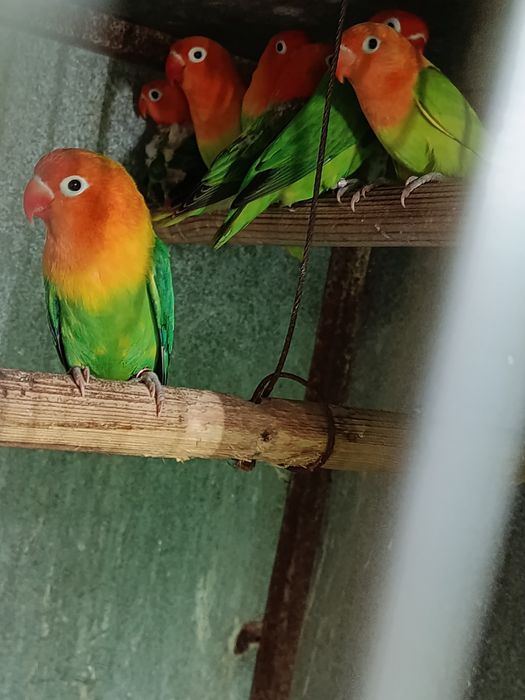 Fishers muito bonitos