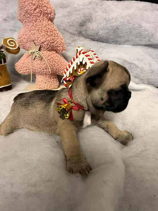 Buldog francuski- gotowy do odbioru