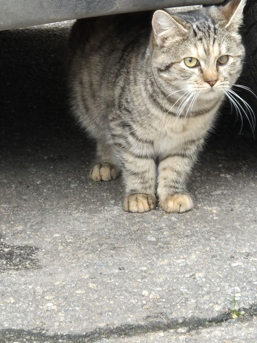 Шукаю дім для киці( стерилізована)