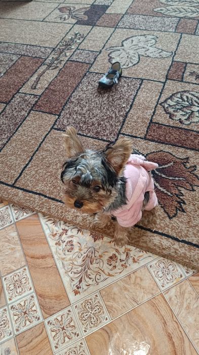 Продам йорка з документами