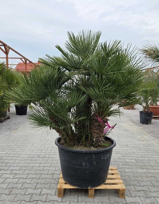 Palmy karłatki 200–210 cm | wielopniowe egzemplarze