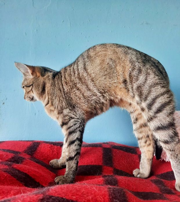 Niunia młoda koteczka