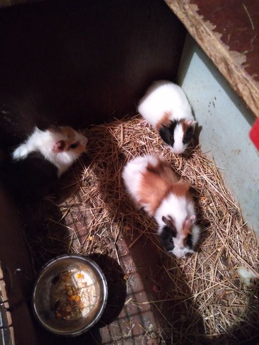 Продам морских свинок