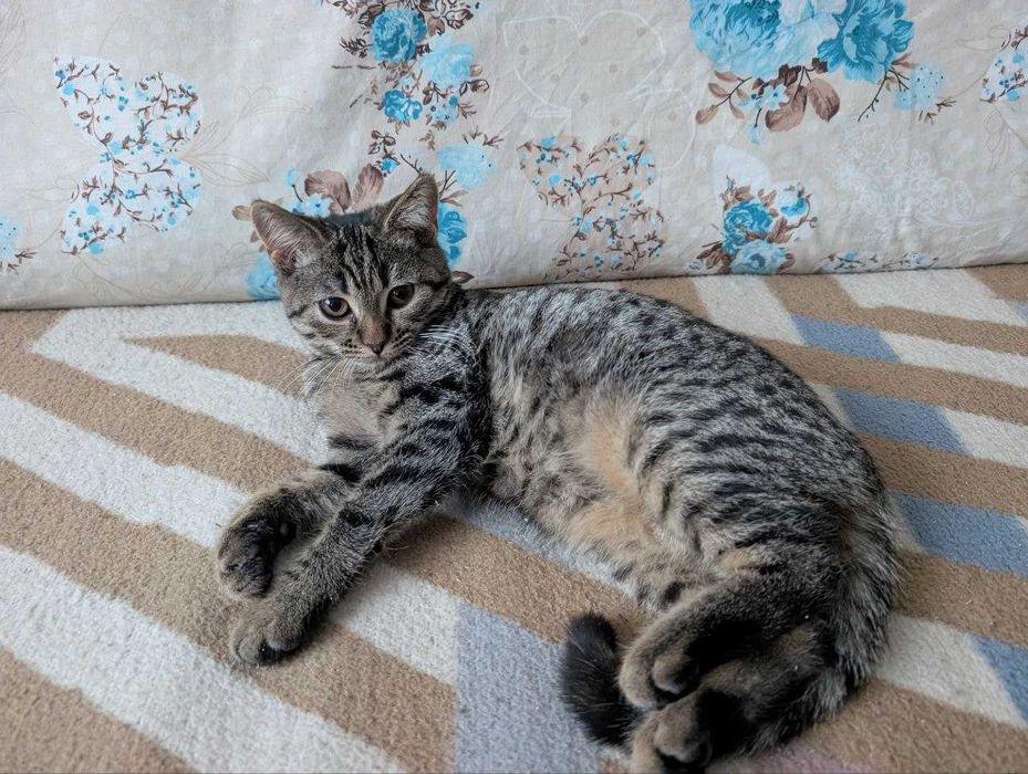 Дівчинка та хлопчик котики у добрі руки