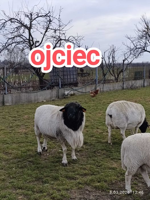 Sprzedam owce dorper
