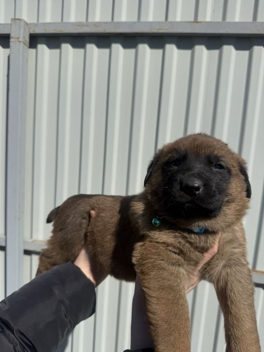 Щенята малінуа (вівчарка) метис