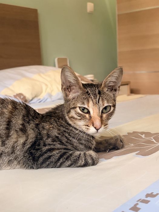 Mia, a procura da sua familia para sempre