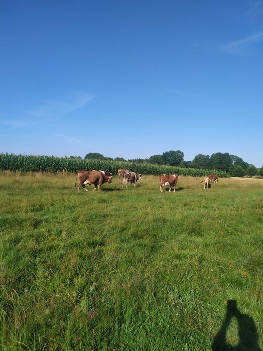 Mleko od Krowy - wysoka zawartość Tłuszczu!