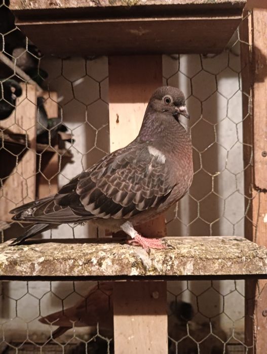 Pombos de raça cambalhota português e correias