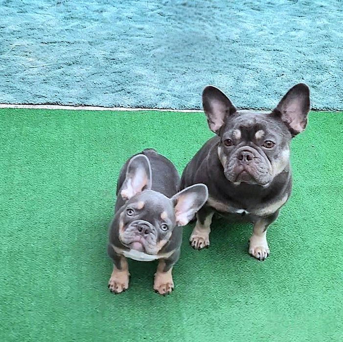 vip Lilac tan puppy blue eyes novotype