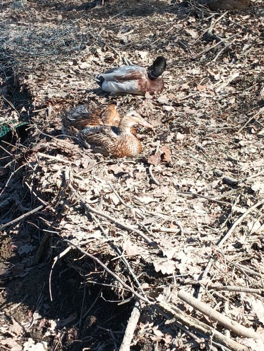 Sprzedam kaczki 8 sztuk