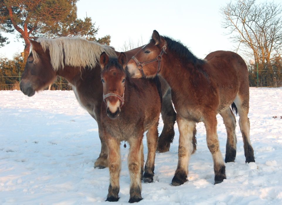 Sprzedam klacze i ogiery sztumskie