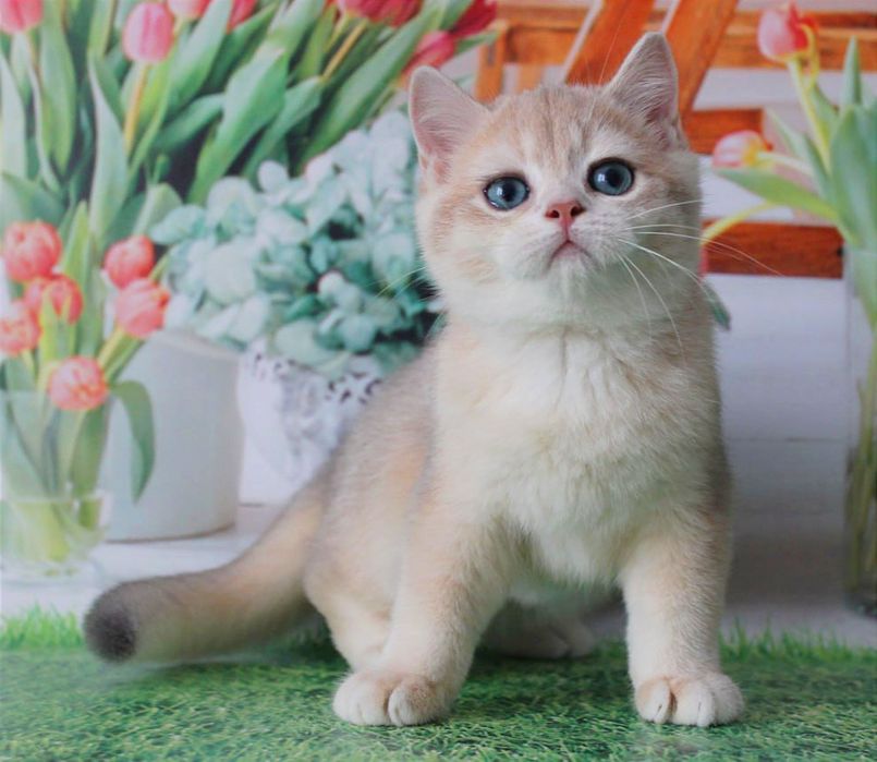 Найяскравіше забарвлення - голубе золото, британський котик